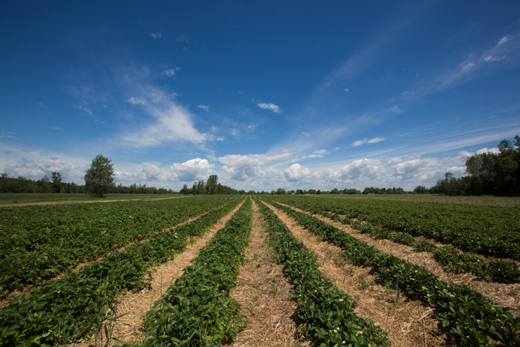 2017-06-22 - Au Pays des petits fruits Mirabel - 001 - 7924
